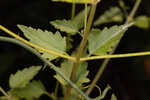 Hammock snakeroot